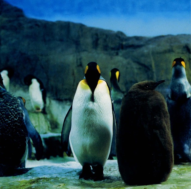 想い出波止場 羅針盤 山本精一 雑誌 切り抜き 46P 貴重！ページ欠けなし 想い出波止場 羅針盤 山本精一 雑誌 切り抜き 46P 貴重！ページ欠け