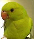 鳥飼やすゆき